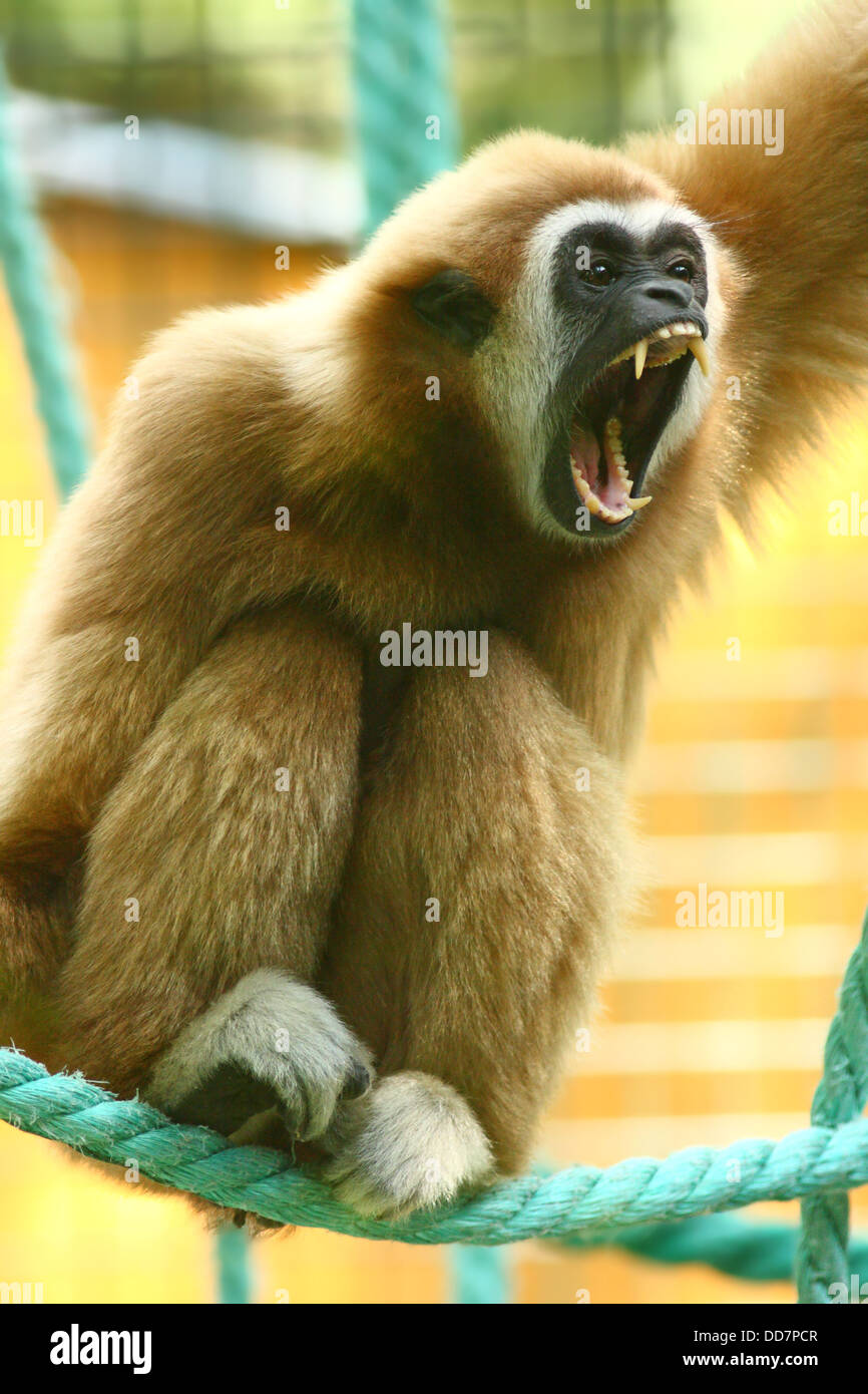 Lar Gibbon schreien Stockfoto