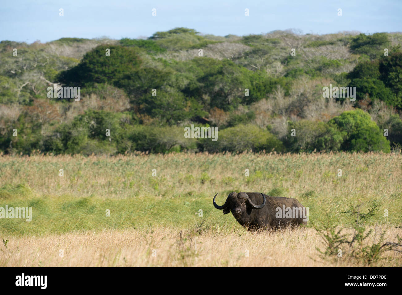 Buffalo Bull (Syncerus Caffer Caffer), Tembe Elephant Park, Südafrika Stockfoto