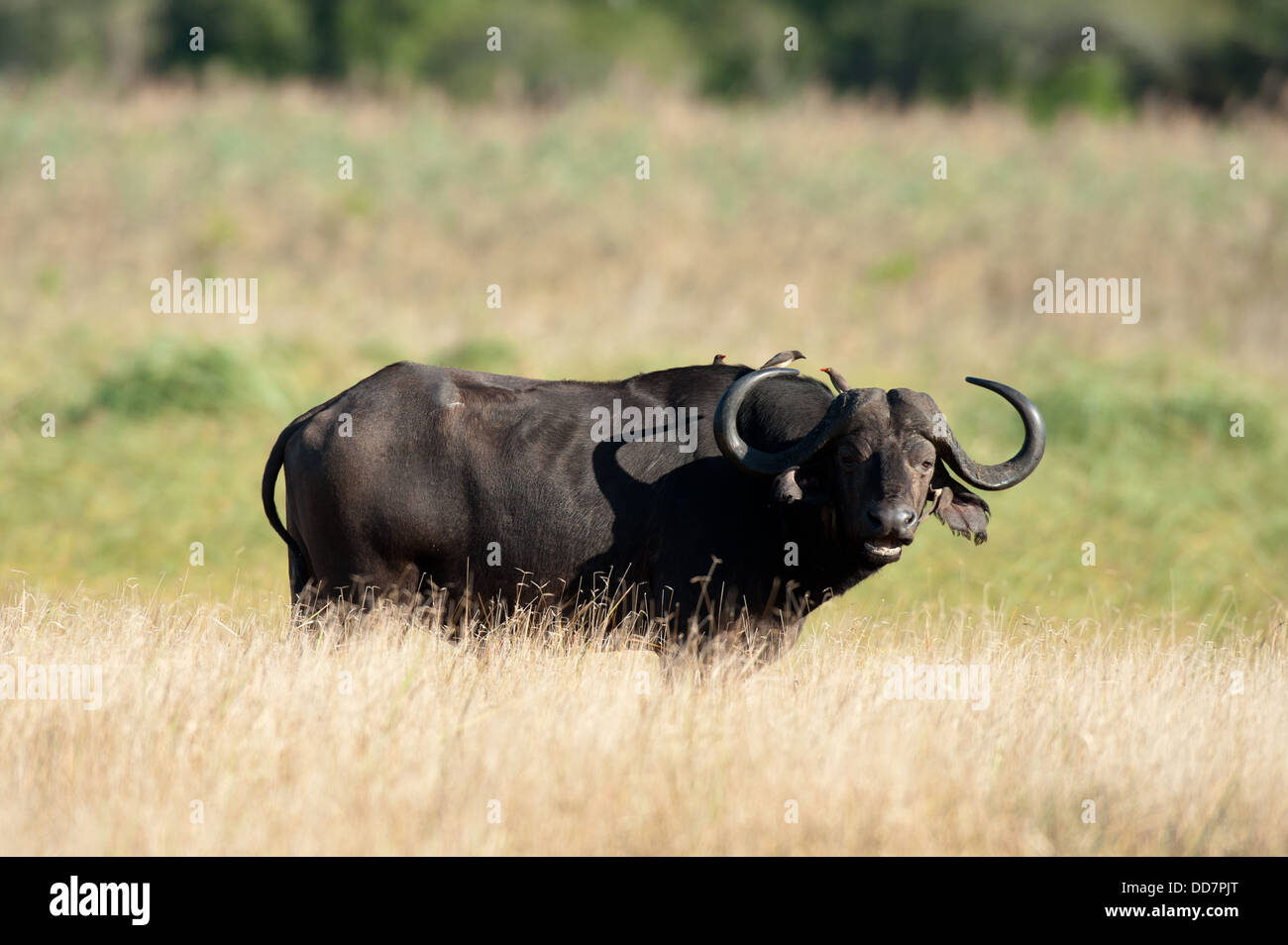 Buffalo Bull (Syncerus Caffer Caffer), Tembe Elephant Park, Südafrika Stockfoto