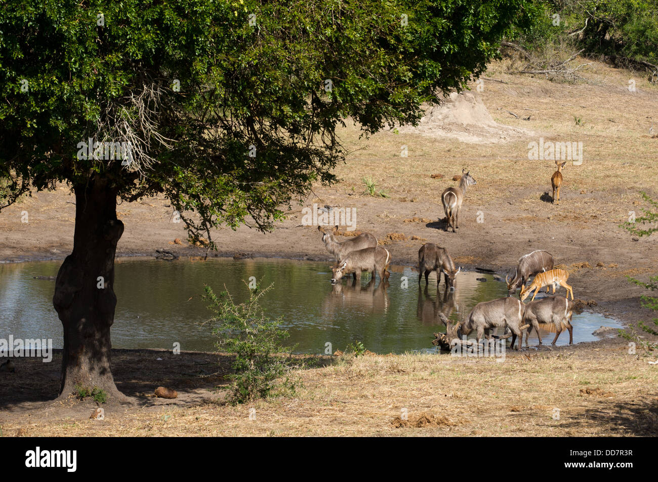 Gemeinsamen Wasserbock (Kobus Ellipsiprymnus Ellipsiprymnus) und Nyala (Tragelaphus Angasi), Tembe Elephant Park, Südafrika Stockfoto
