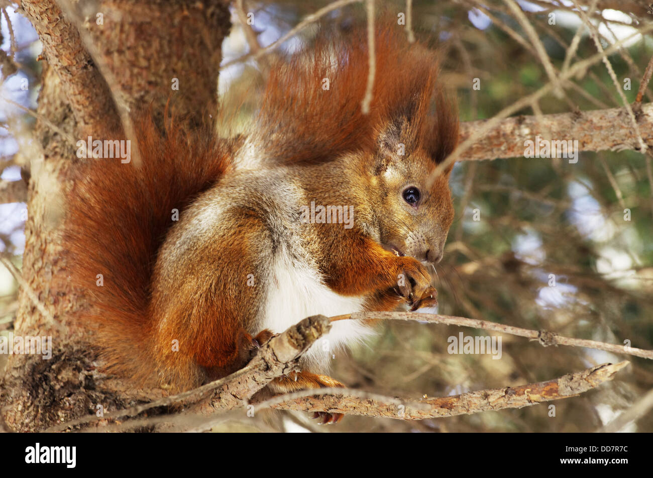 Eichhörnchen Stockfoto