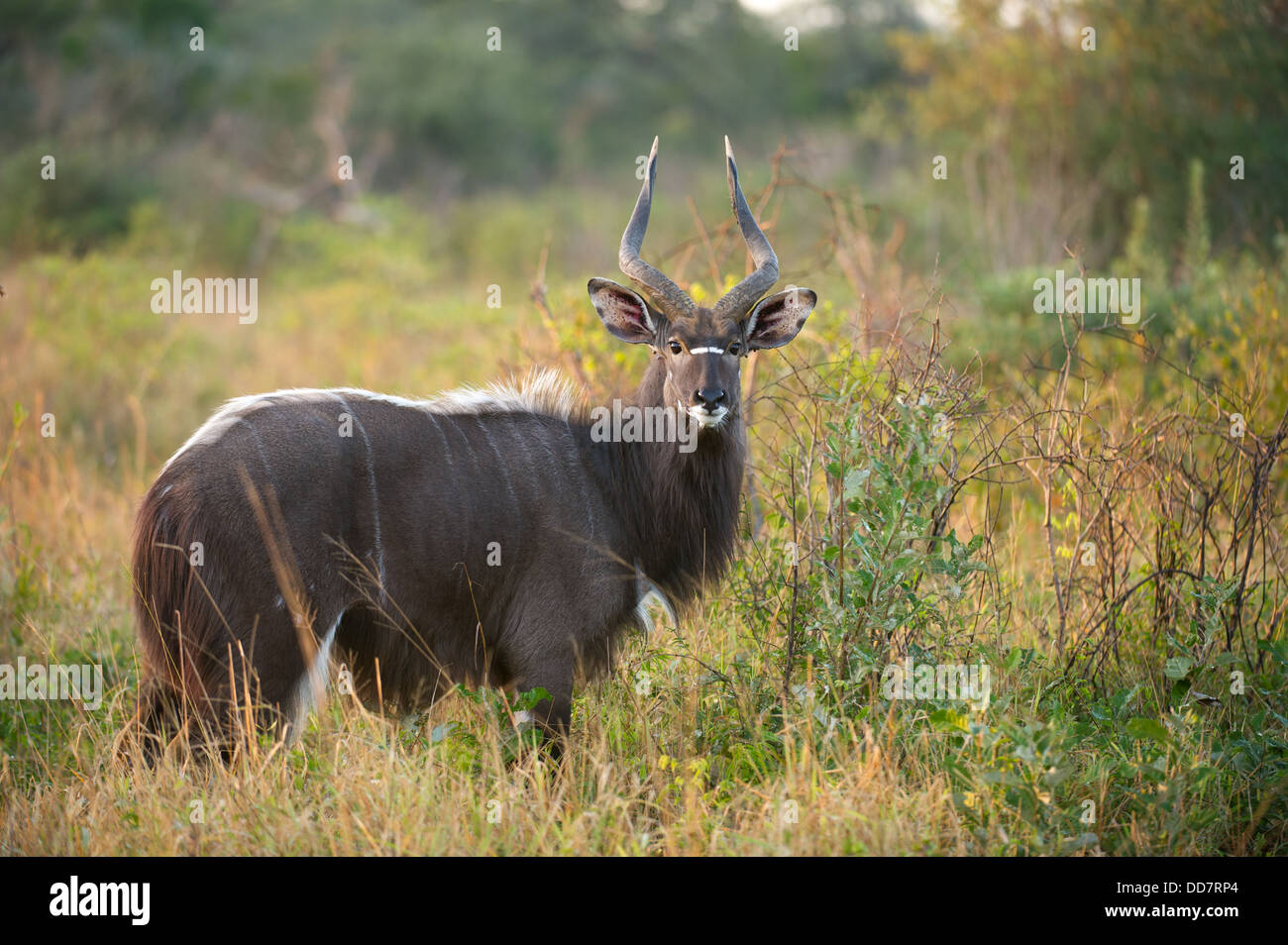 Bull Nyala (Tragelaphus Angasi), Tembe Elephant Park, Südafrika Stockfoto