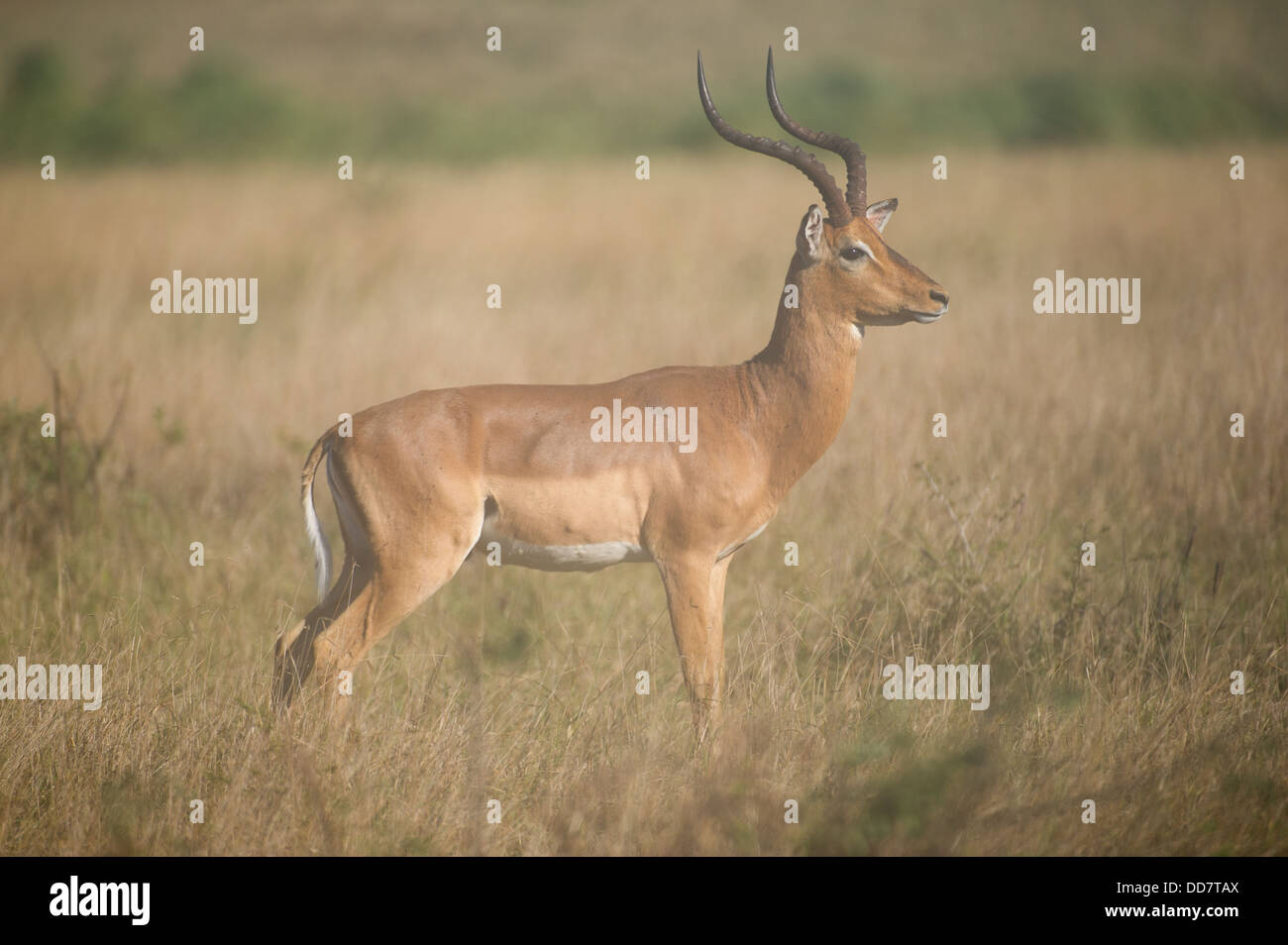 Ram Impala (Aepyceros Melampus), Tembe Elephant Park, Südafrika Stockfoto
