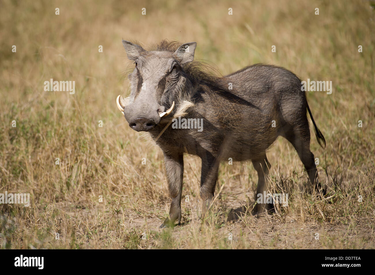 Warzenschwein (Phacochoerus Africanus), Tembe Elephant Park, Südafrika Stockfoto