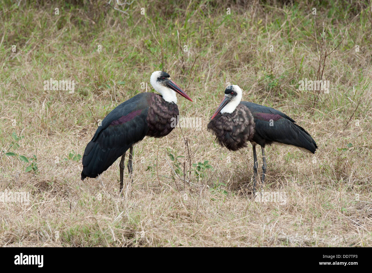Wollig-necked Störche (Ciconia Episcopus), Tembe Elephant Park, Südafrika Stockfoto