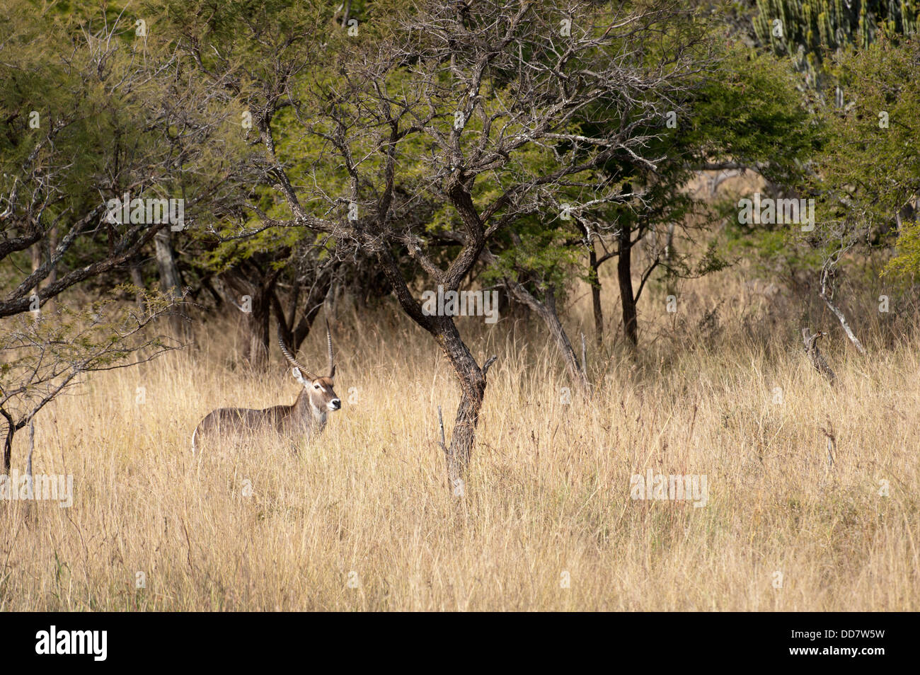 Gemeinsamen Wasserbock (Kobus Ellipsiprymnus Ellipsiprymnus), Weenen Game Reserve, Südafrika Stockfoto