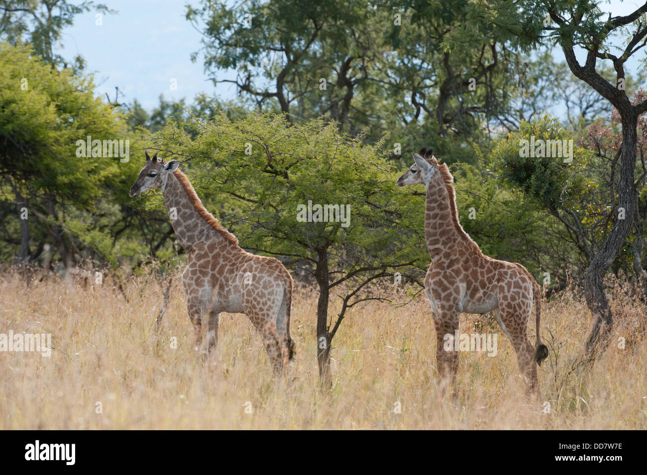 Young südlichen Giraffen (Giraffa Giraffe Giraffa), Weenen Game Reserve, Südafrika Stockfoto