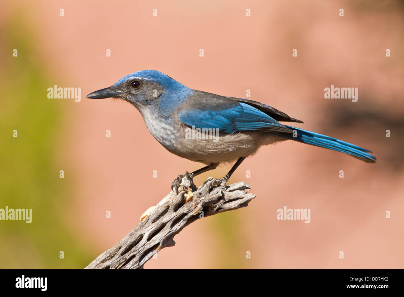 Western-Scrub-Jay (Aphelocoma Californica), Texas, USA. Stockfoto