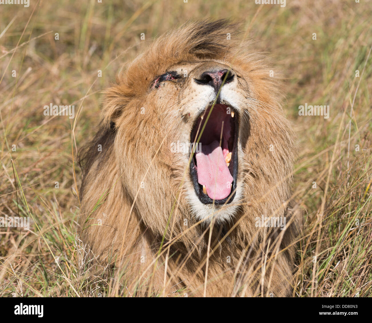 Männlicher Löwe brüllt, Masai Mara National reserve, Kenia, Afrika Stockfoto