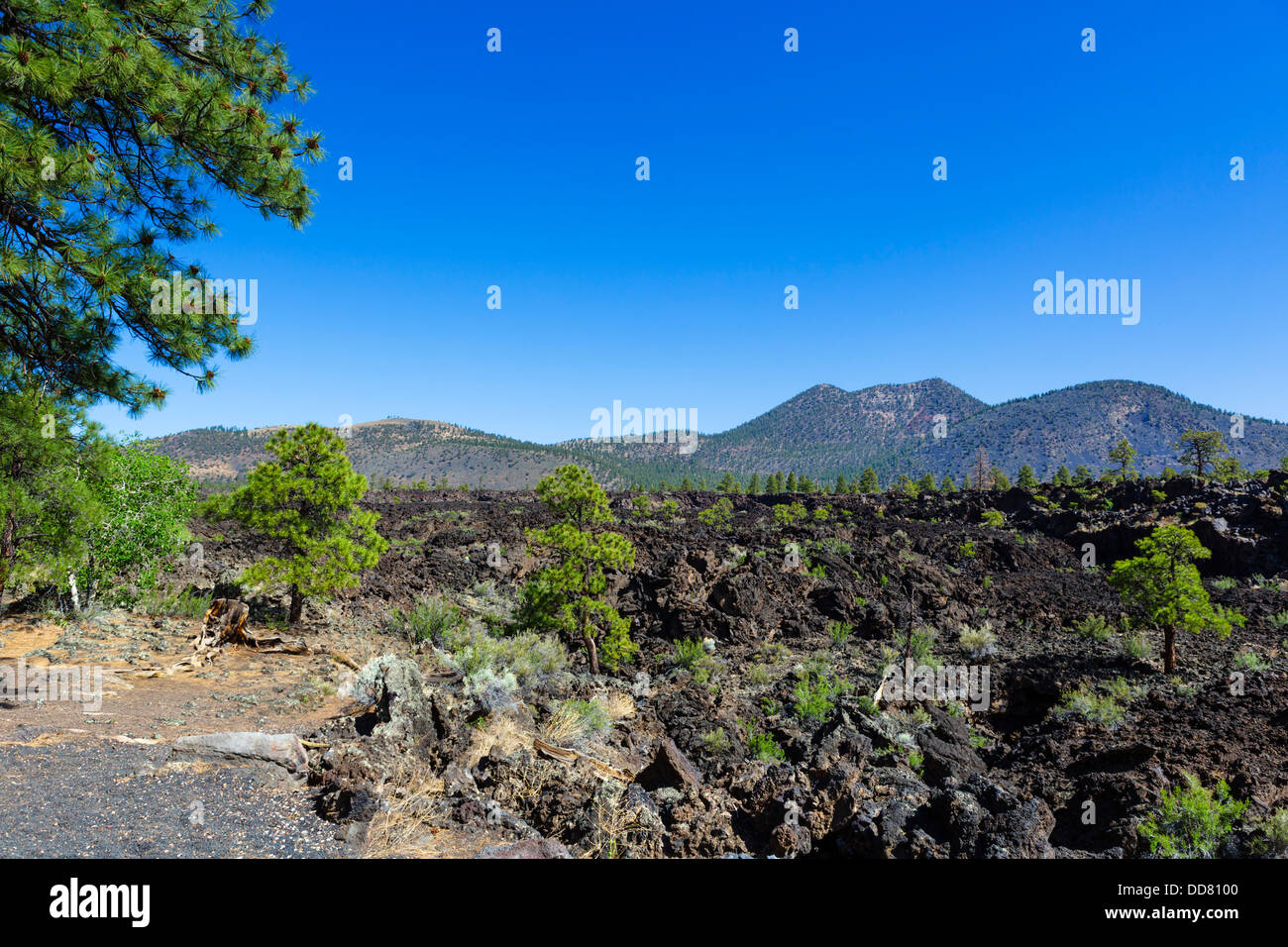 Aussichtspunkt mit Blick auf die Bonito Lava Flow, Sunset Crater Volcano National Monument, in der Nähe von Flagstaff, Arizona, USA Stockfoto