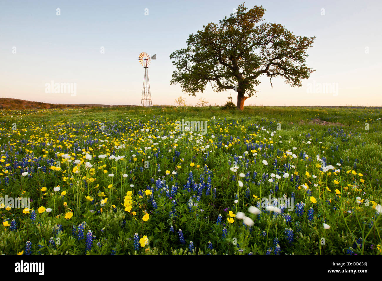 Wildblumen und Windmühle in Texas Hill Country. Stockfoto