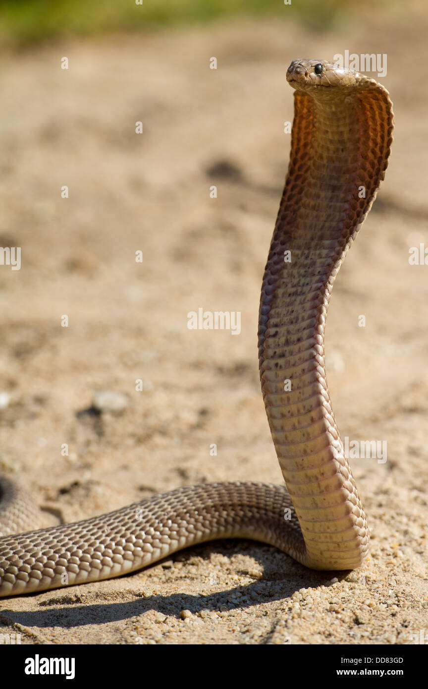 Kap-Kobra, Naja Nivea, Südafrika Stockfoto