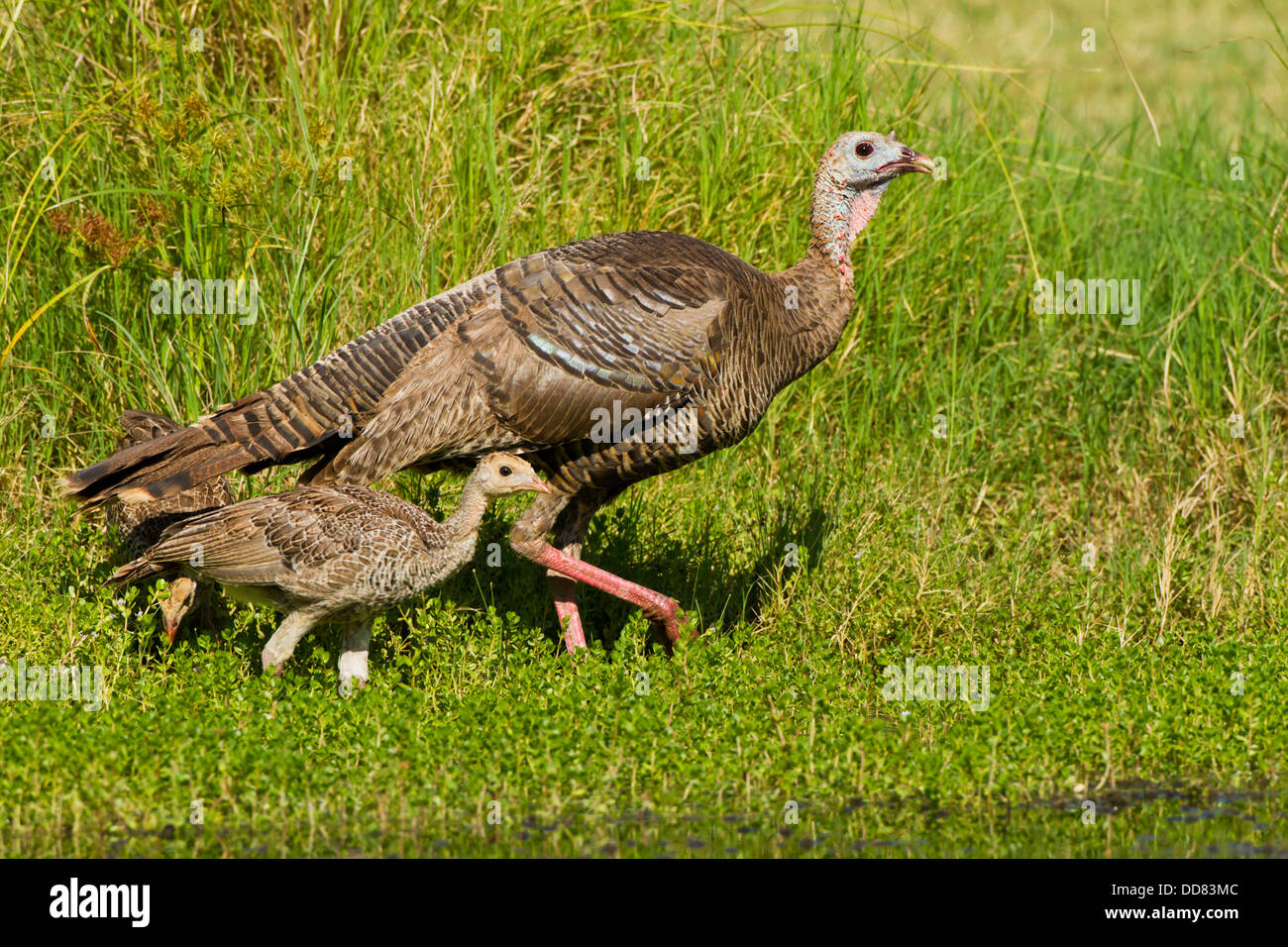 Wilder Truthahn Meleagris Gallopavo Weiblich Und Jung Texas Usa Stockfotografie Alamy