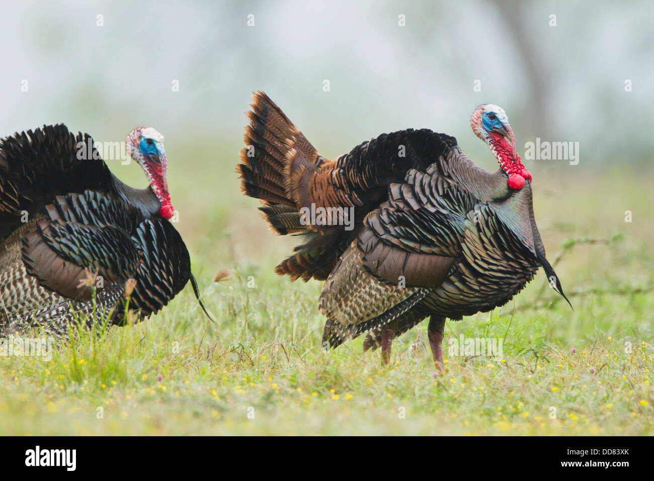Wilder Truthahn (Meleagris Gallopavo) Männchen stolzieren, Texas, USA. Stockfoto