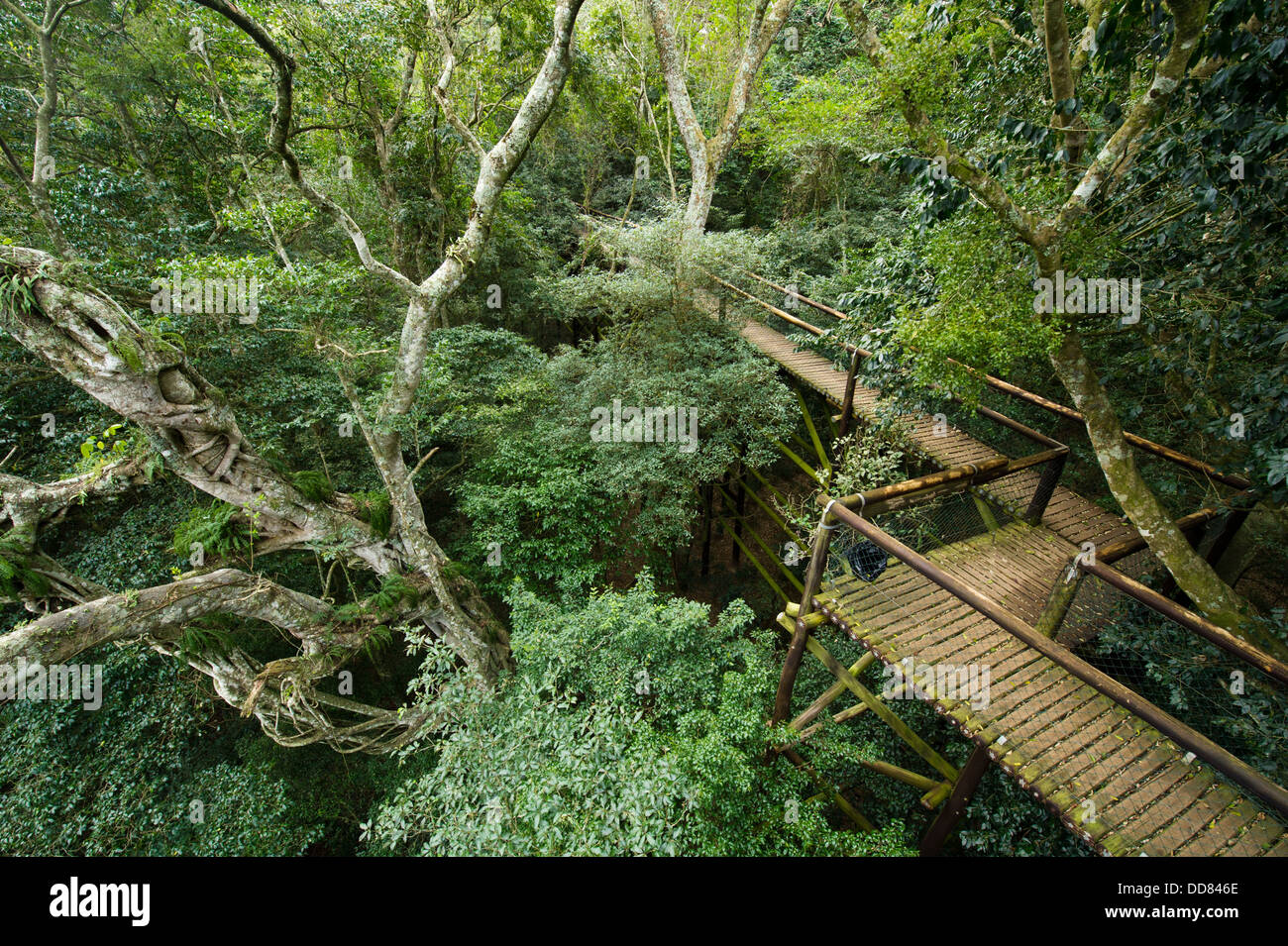 Dlinza Forest Aerial Boardwalk Eshowe, Südafrika Stockfoto