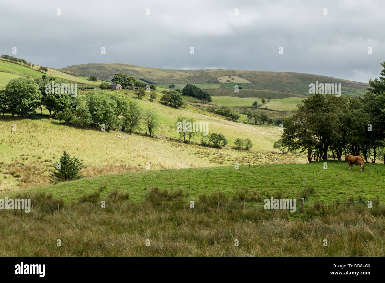 Sperrin Berge im Sommer Stockfoto