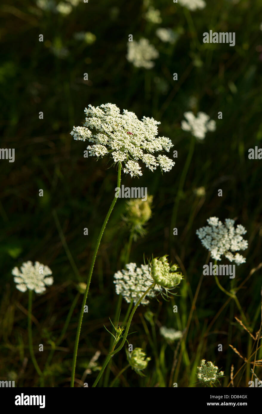 Queen Anne es Lace, Wilde Möhre, Daucus Carota, Petersilie Familie, Shenandoah-Nationalpark, VA Stockfoto