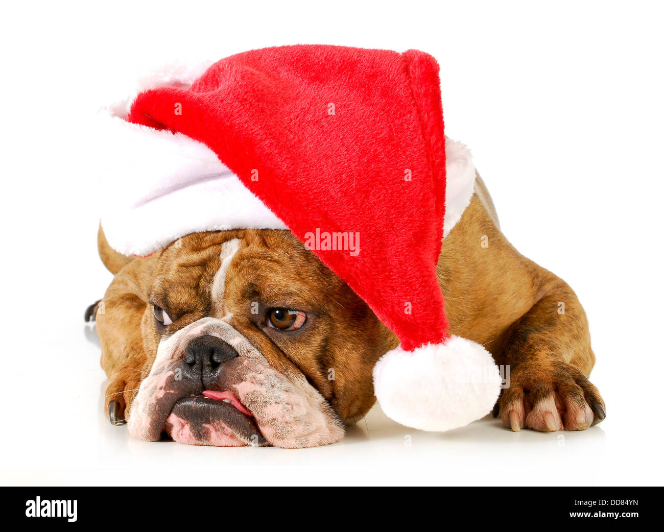Santa Hund - englische Bulldogge trägt Weihnachtsmütze Festlegung auf weißem Hintergrund Stockfoto