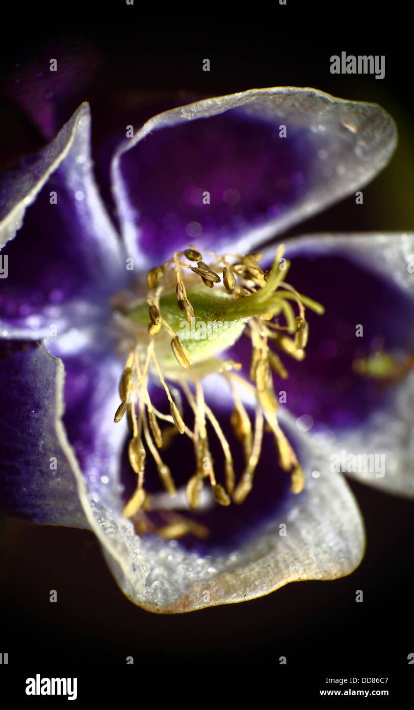 Nahaufnahme von Aquilegia Blume Stockfoto