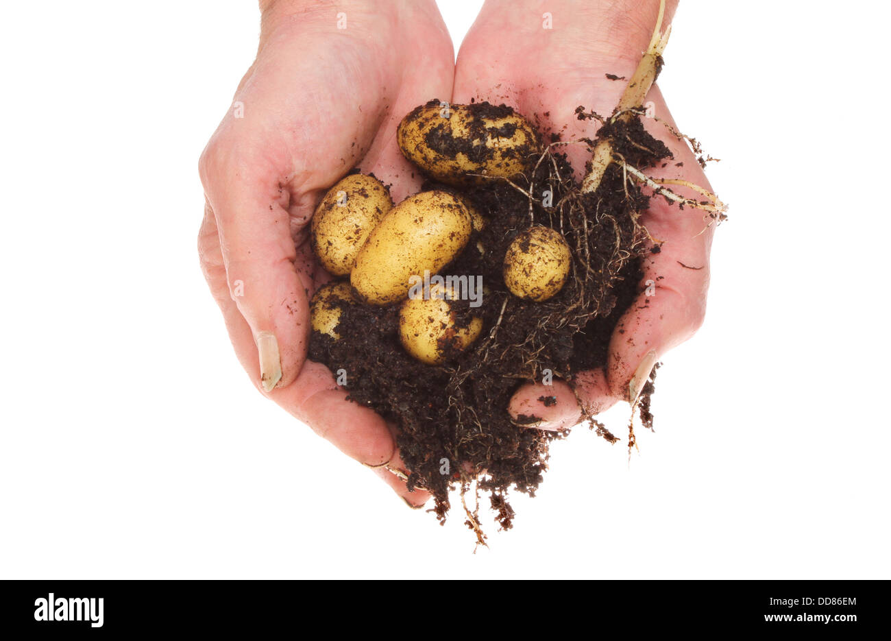 Hände halten frisch gegraben, neuen Kartoffeln und Boden isoliert gegen weiß Stockfoto