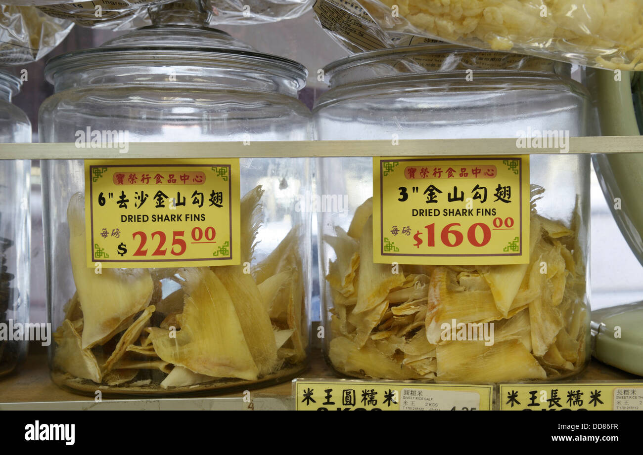Getrocknete Haifischflossen zu verkaufen in Chinatown, New York.  Verwendet, um die Haifischflossen-Suppe, eine Delikatesse für besondere Anlässe. Stockfoto