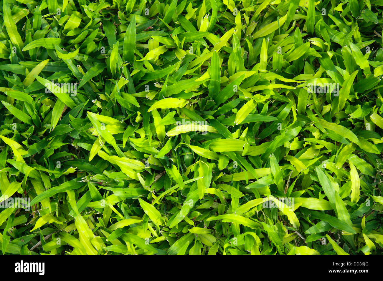 weichen Rasen wachsen in den park Stockfoto