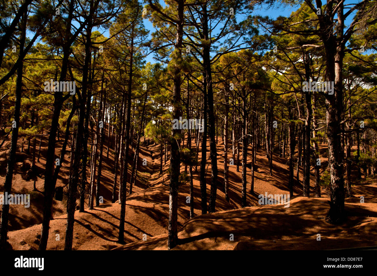 Ein Wald in Teich Kiefern unter einem blauen Himmel und Sonne abgedeckt. El Pinar, El Hierro, Kanarische Inseln, Spanien Stockfoto