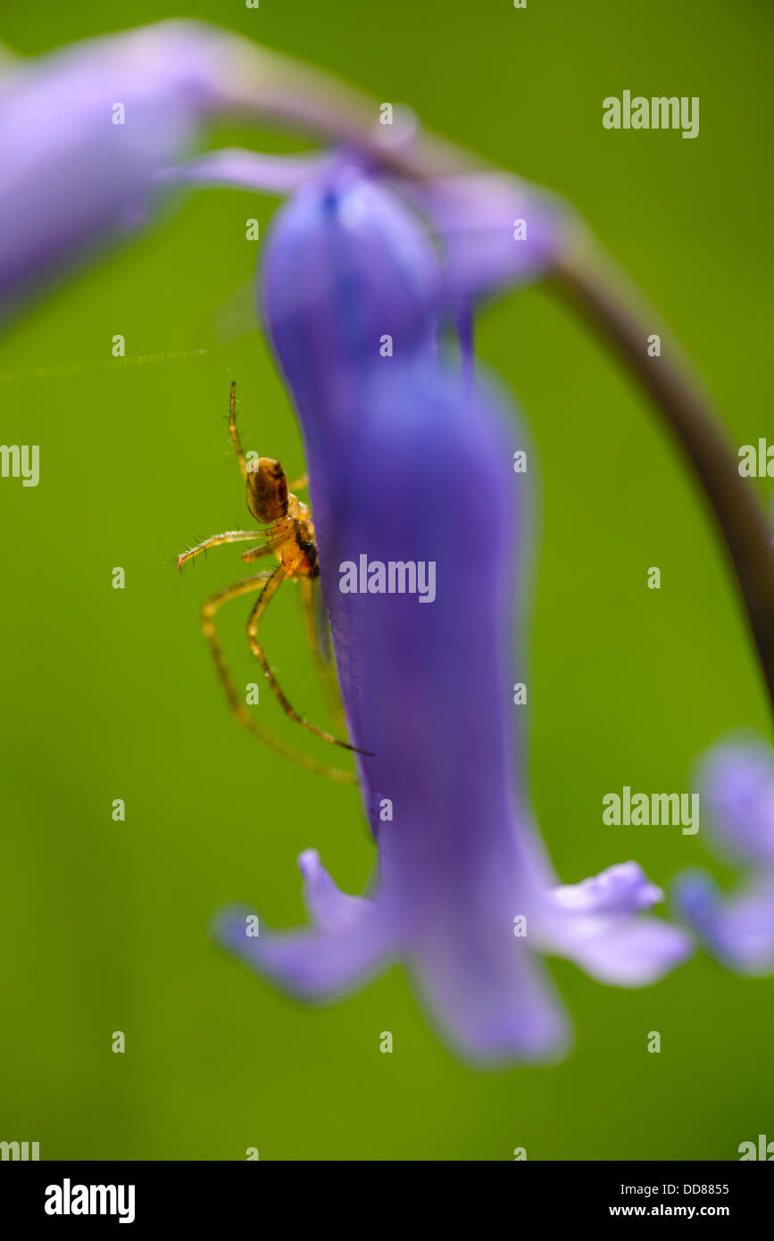Spinne auf Bluebell (Hyacinthoides non-Scripta) im Wald in der Nähe von Scorton Lancashire Stockfoto