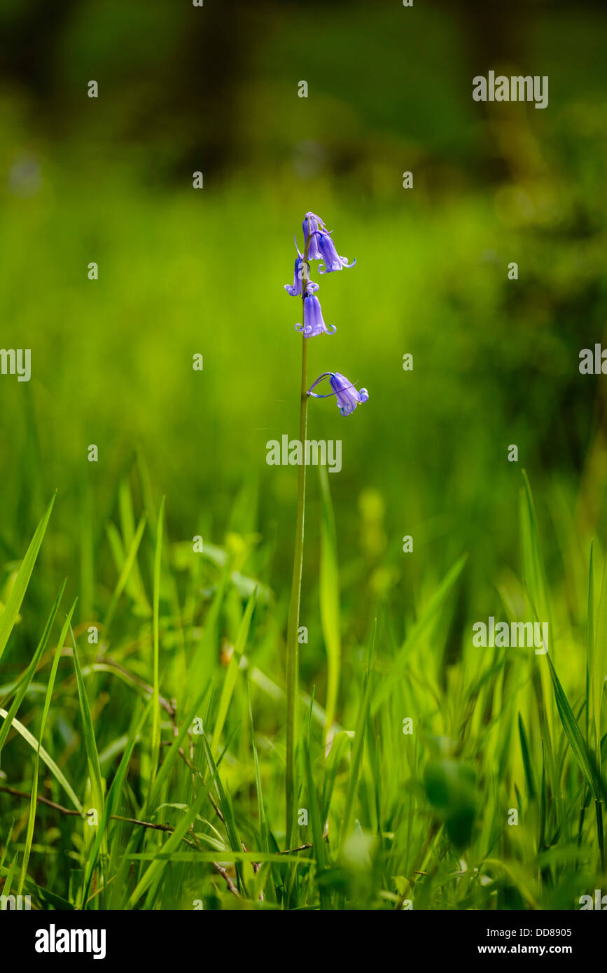 Bluebell (Hyacinthoides non-Scripta) im Wald in der Nähe von Scorton Lancashire Stockfoto