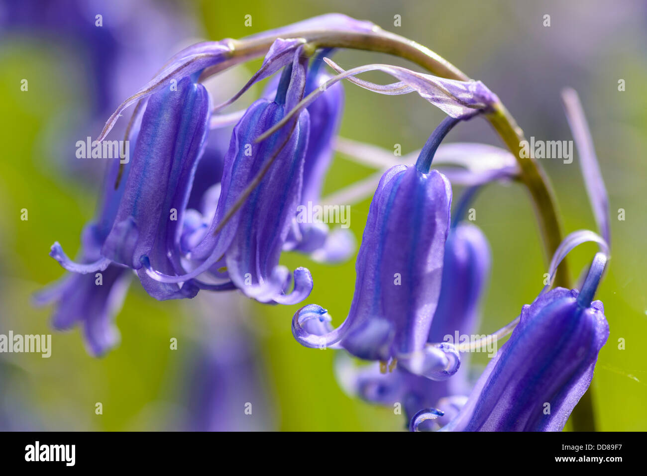 Glockenblumen (Hyacinthoides non-Scripta) im Wald in der Nähe von Scorton Lancashire Stockfoto