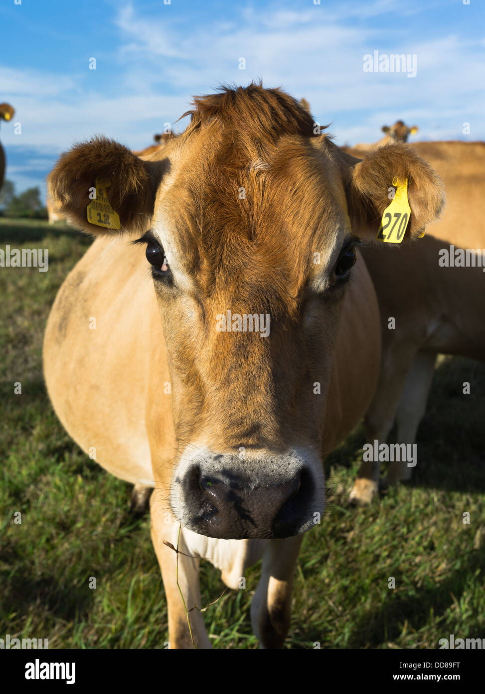 dh Jersey Kuh NZ Milchkuhkopf Nahaufnahme des Tieres der neuseeländischen Taranaki-Kühe Stockfoto