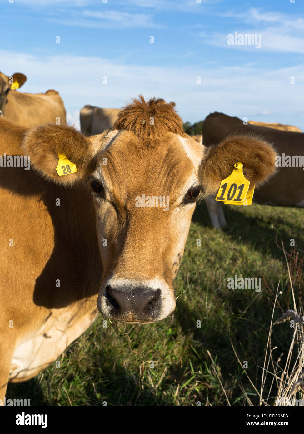 Dh Jersey Kuh Kuh NZ Milchkuh Kopf Nahaufnahme Neuseeland Taranaki Kühe Stockfoto