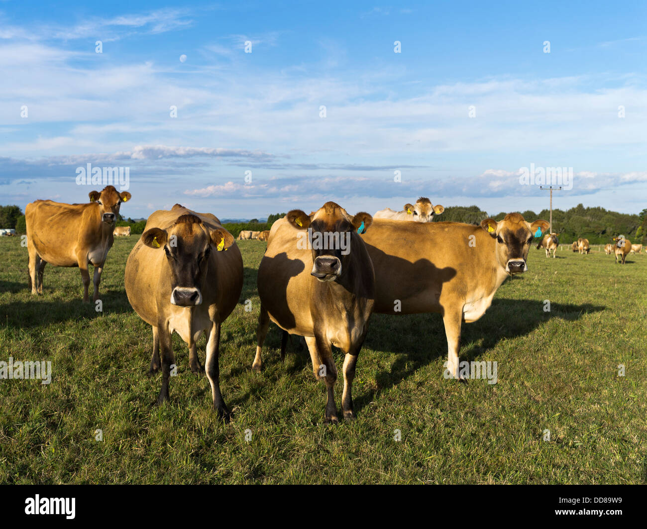 Dh Jersey Kuh Kuh NZ Milchkühe Rinder Herde Neuseeland Taranaki Stockfoto