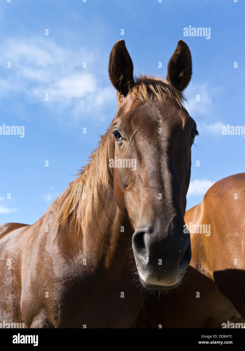 dh HORSE NZ Nahaufnahme der Pferde Kopf angehoben Porträt Stockfoto