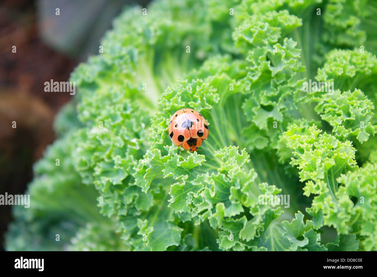 ein Käfer auf Gemüse und Essen Stockfoto