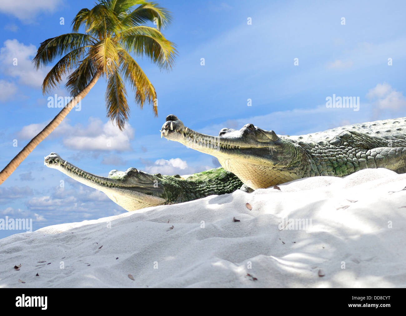 Indische Gharial Krokodile Stockfoto