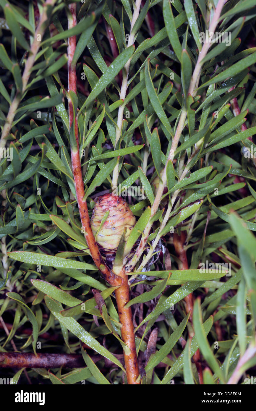 Weibliche Kegel des Line-Blatt Conebush/Duineknoppiesbos/Knoppiesbos - ein Sandveld Conebush - Leucadendron Linifolium-Familie Proteaceae Stockfoto