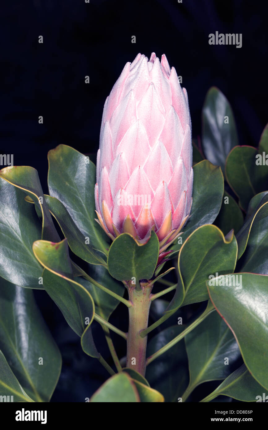 Nahaufnahme einer Königsprotea Knospe - Protea Cynaroides - Familie Proteaceae Stockfoto