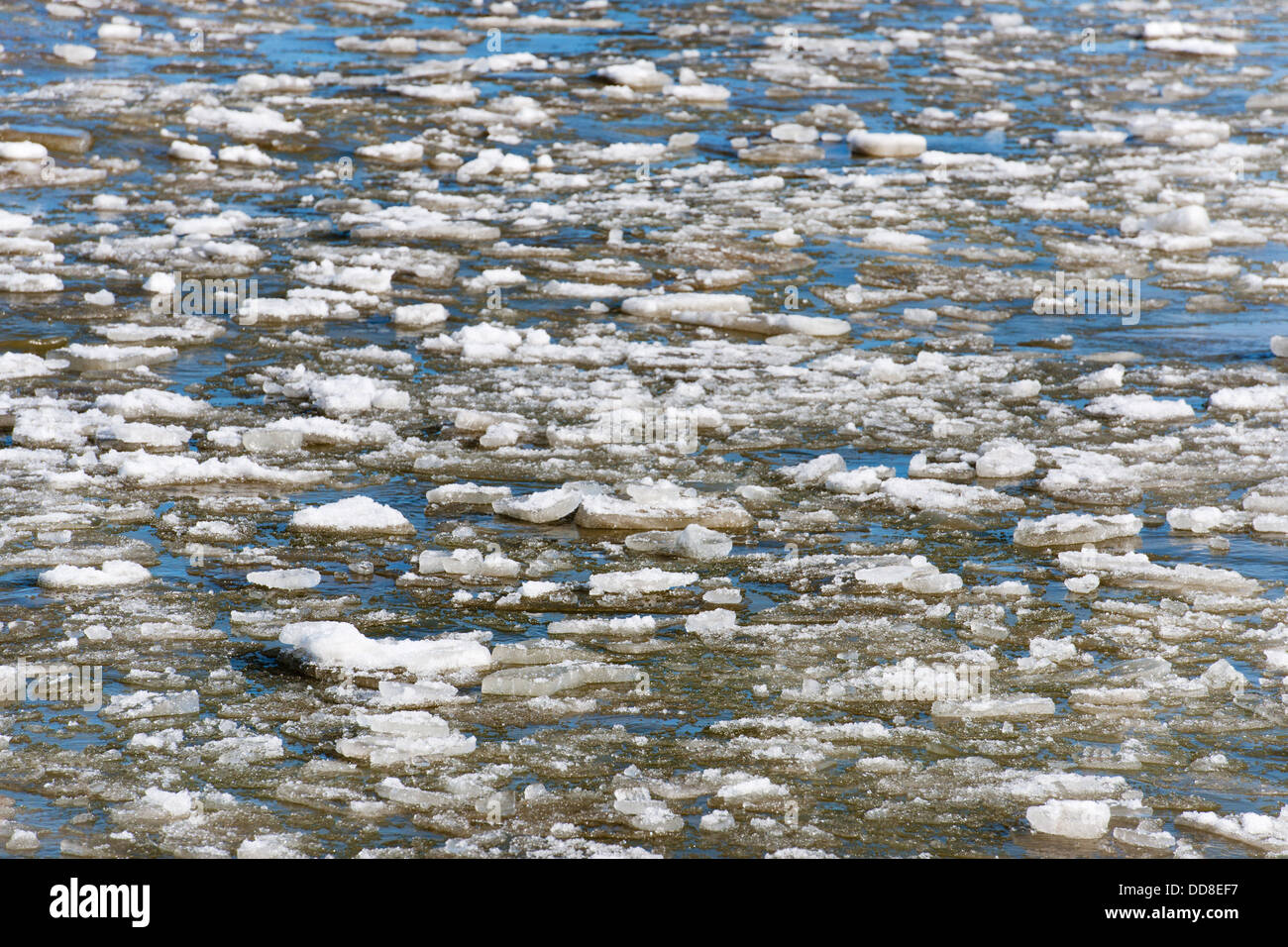 Treibeis im Meer Stockfoto