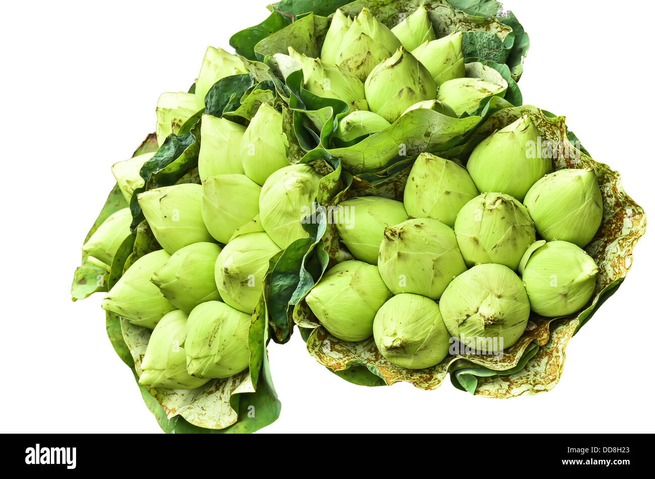 Grüne Lotus Bündel wickeln von Lotusblätter Stockfoto