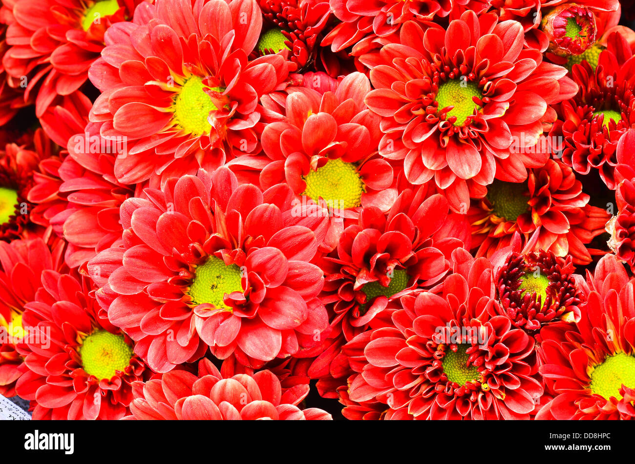 Schöne rote Chrysantheme Stockfoto