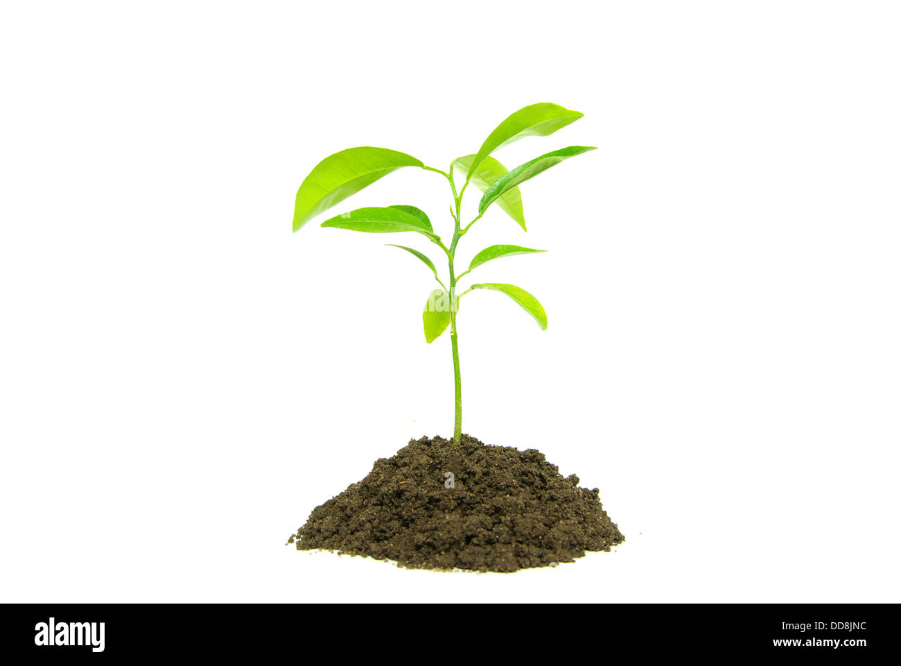 grüne Pflanze Stockfoto