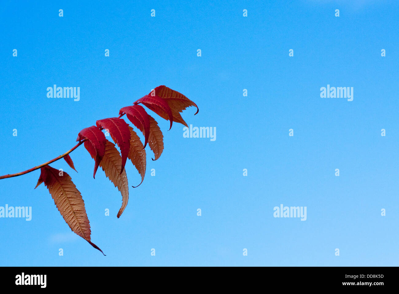 Herbstlaub gegen blauen Himmel. Stockfoto