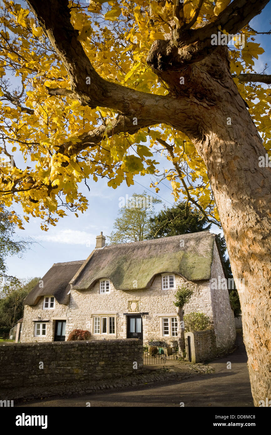 Altes Reetdachhaus in einem englischen Landhaus-Dorf mit gelben großblättrige Baum im Vordergrund. Stockfoto