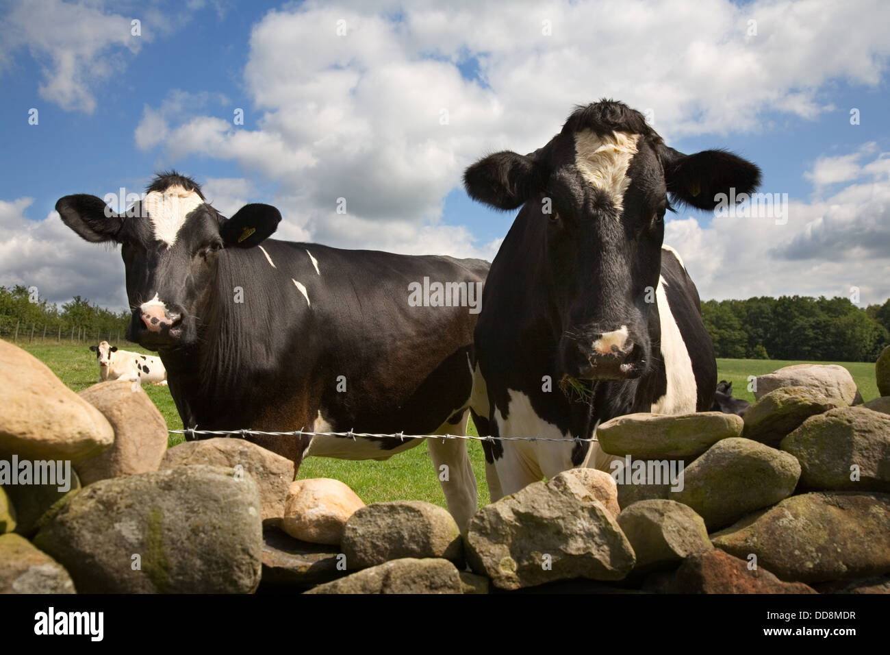 Zwei Kühe blicken auf eine Trockensteinmauer im Eden Valley, Cumbria, England, UK. Stockfoto
