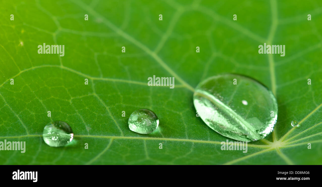 Wassertropfen auf grünen frischen Blatt Makro Stockfoto