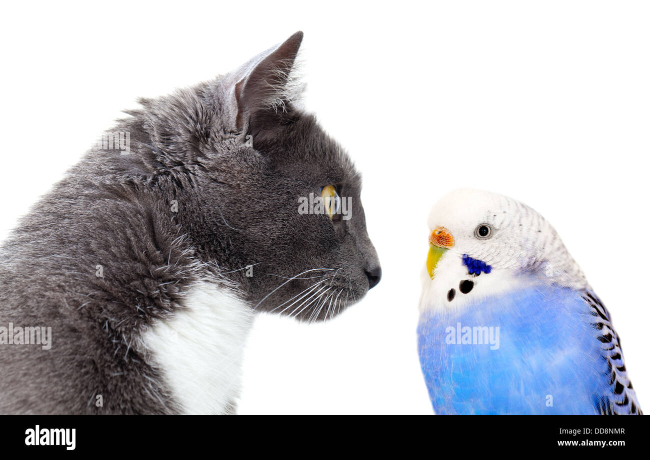 graue Katze mit blauen Wellensittich. Stockfoto