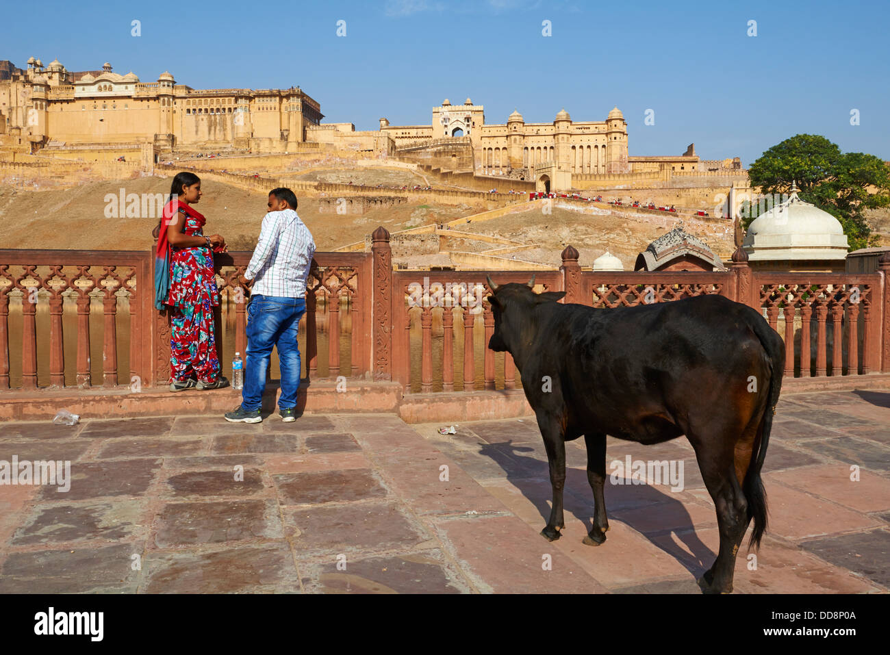 Indien, Rajasthan, Jaipur, die rosa Stadt Amber fort Stockfoto