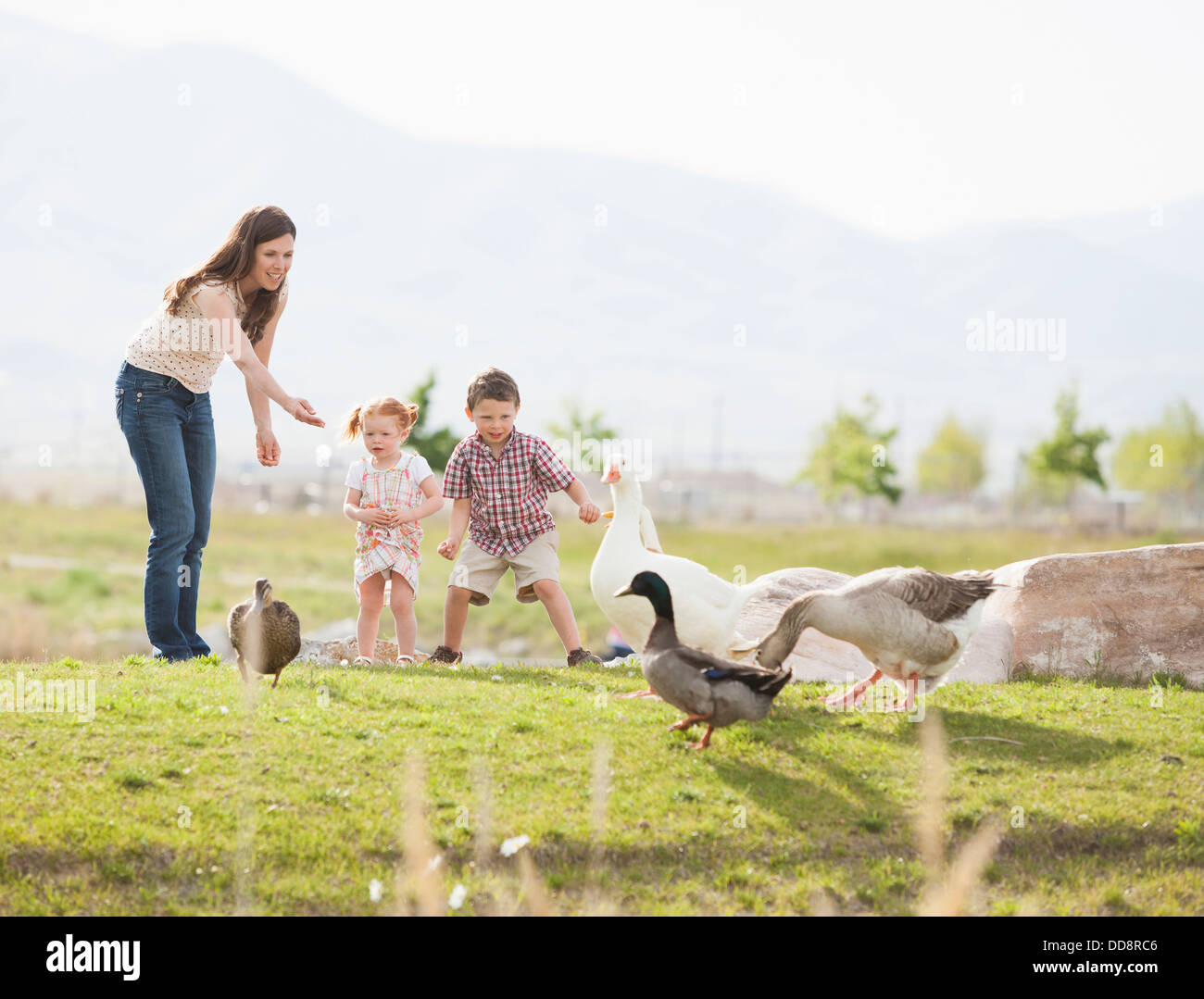 Kaukasische Mutter und Kinder füttern, Enten und Gänse Stockfoto