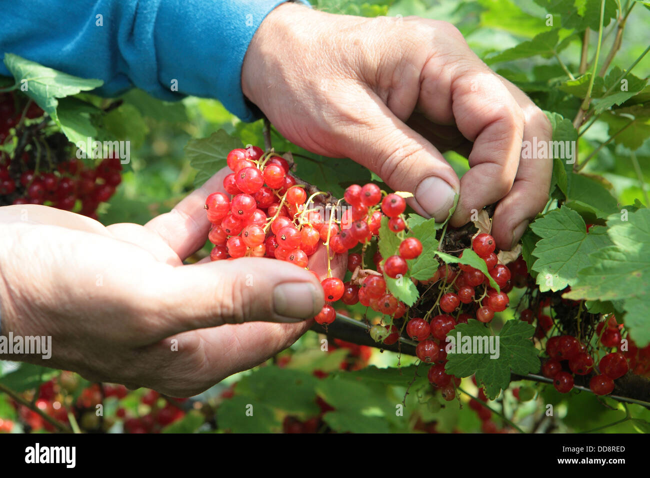 Kommissionierung Ernte rote Johannisbeeren, natürliche gesunde Sammelpflanzen Futtersuche Bio, Garten, Gartenarbeit, UK Stockfoto